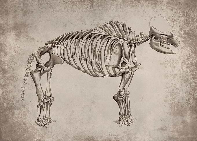 Mammoth Fossil