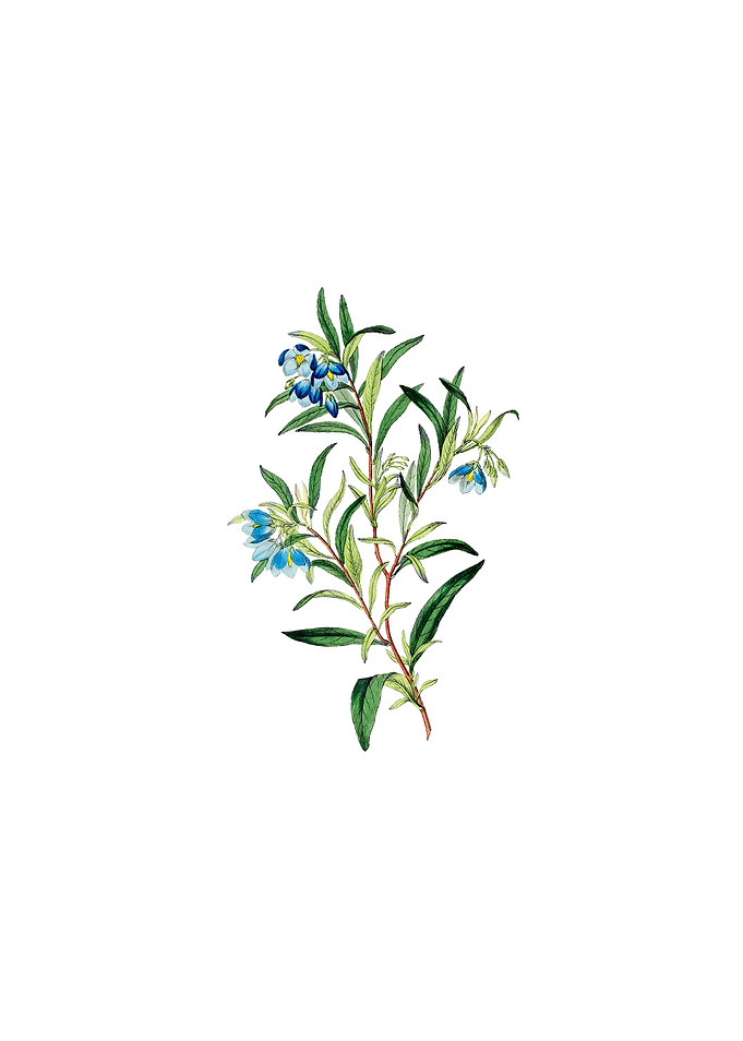 Blue Narrow Leaved Sollya