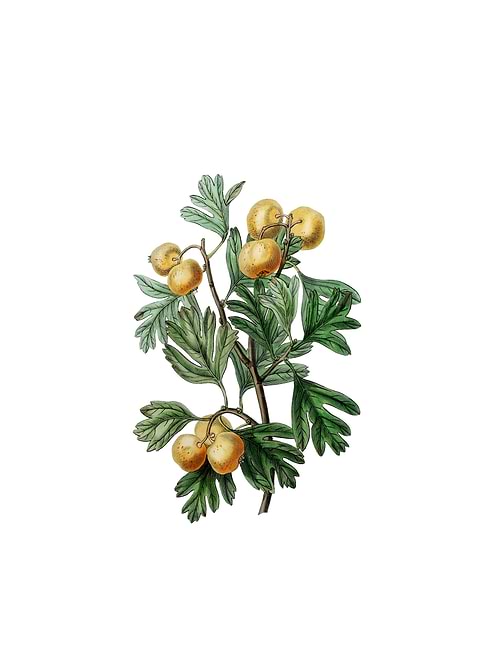 Aronia Thorn Flower