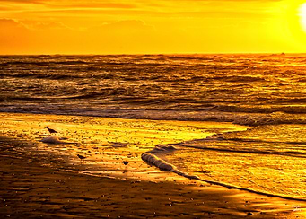 Amelia Island Beachcombers