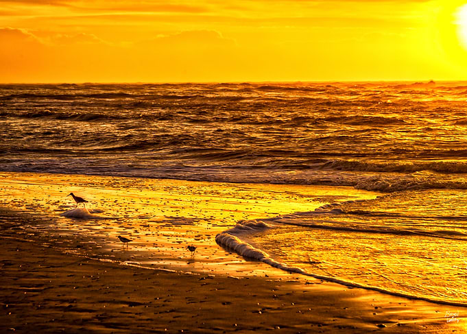 Amelia Island Beachcombers