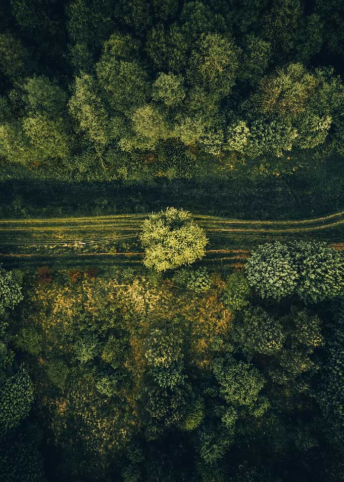 The tree