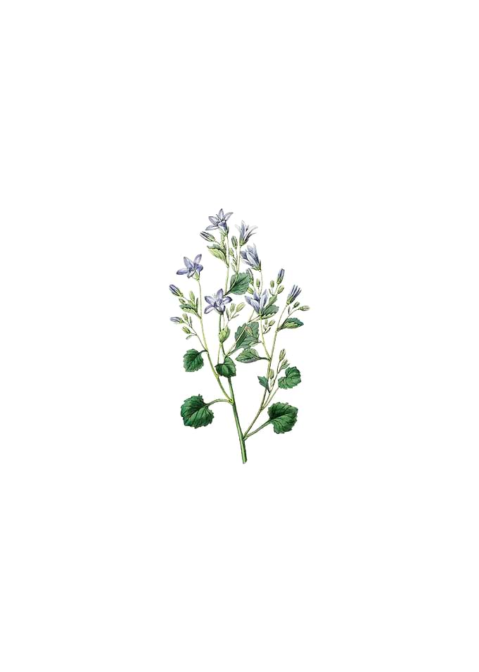 Dalmatian Wall Campanula