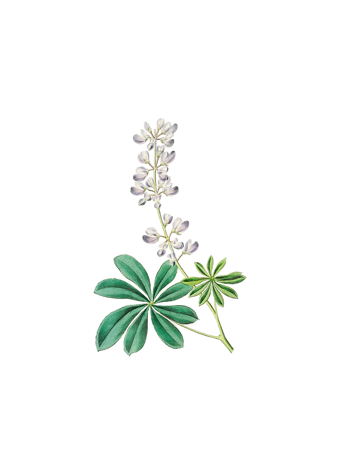 Halfby Lupine Flower