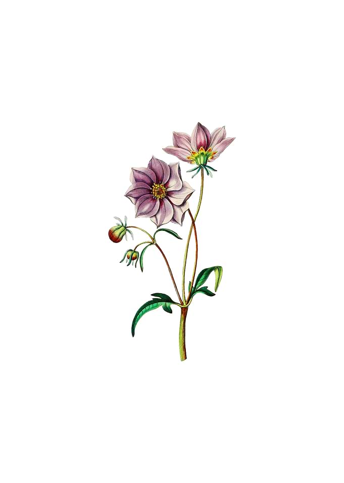 Vintage Dwarf Dahlia