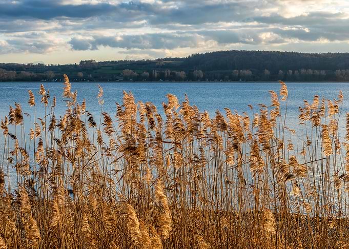 golden reeds