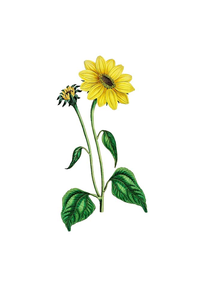 Trumpet Stalked Sunflower