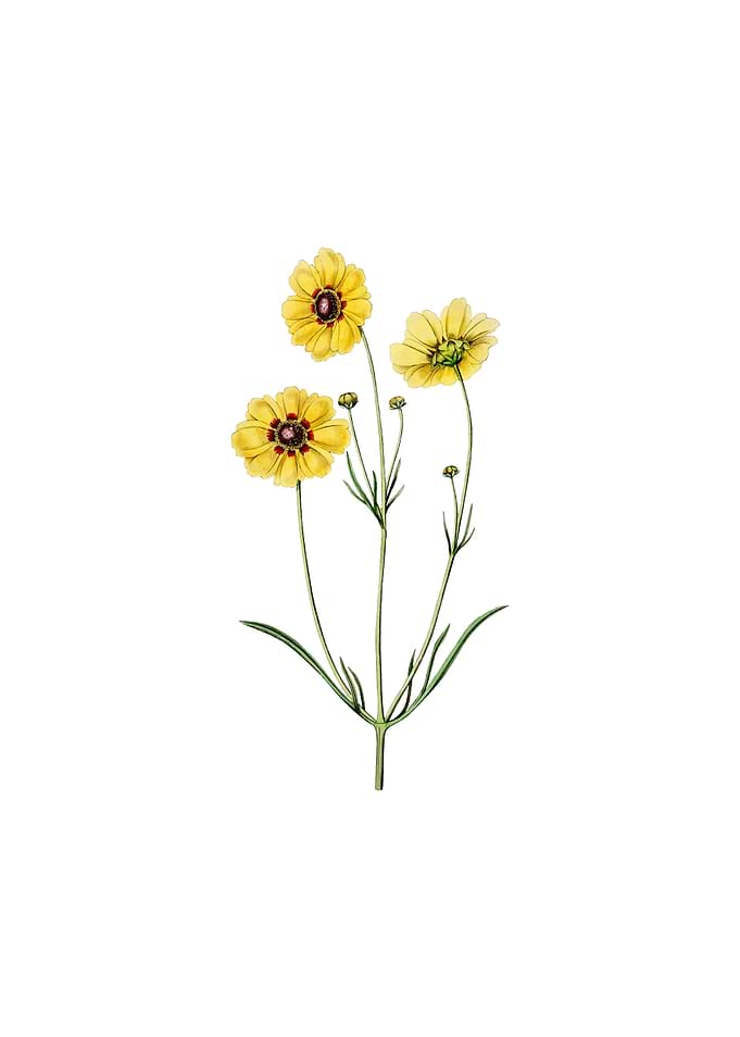 Perennial Dyers Coreopsis