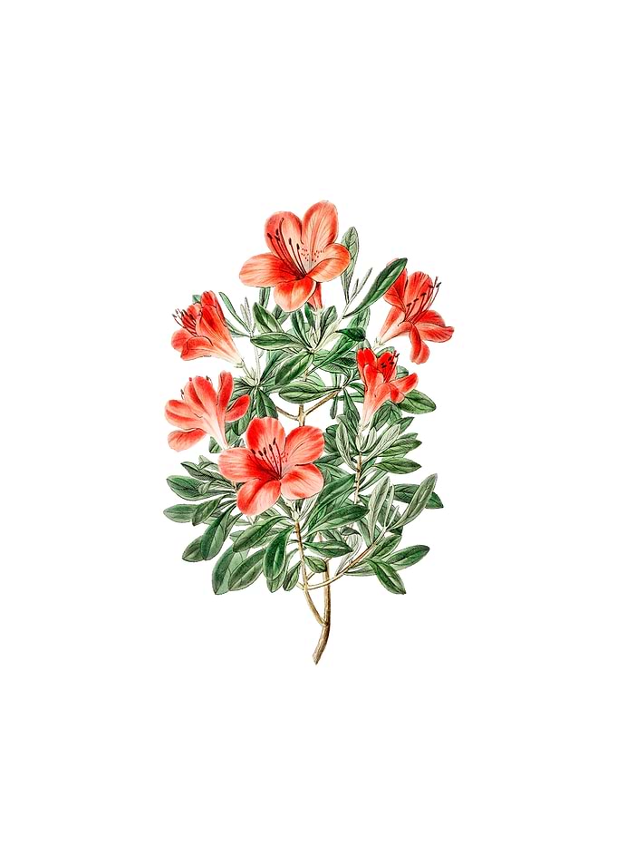 Red Chinese Azalea