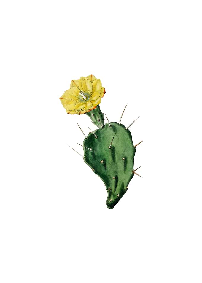 One Spined Opuntia Flower