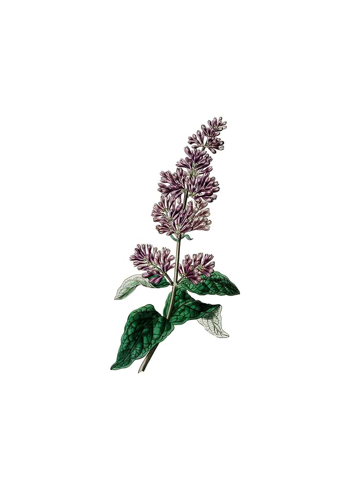 Lady Josikas Lilac Flower