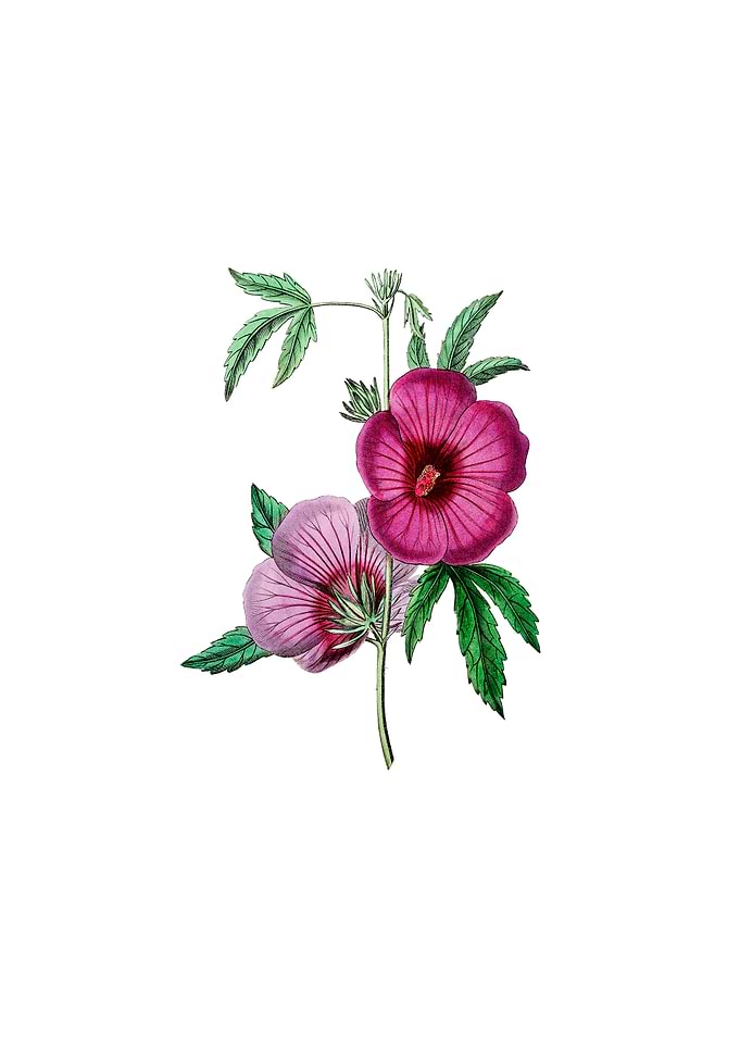 Mr Lindleys Hibiscus