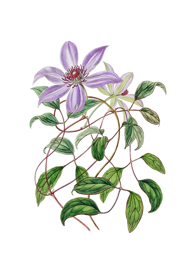 Violet Clematis Flower