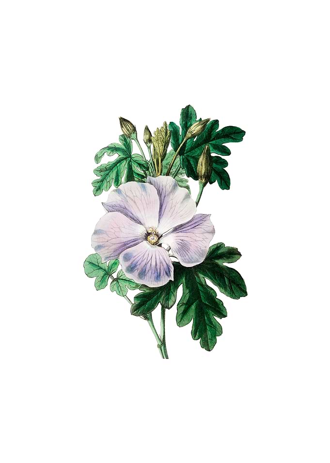Wrays Hibiscus Flower