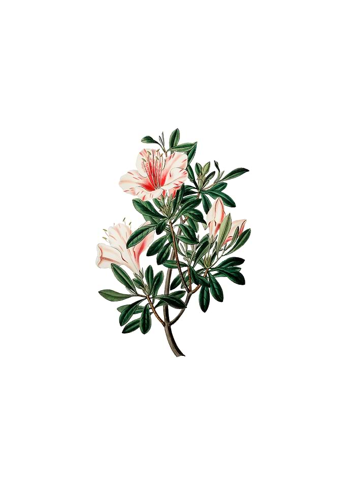 Variegated Chinese Azalea