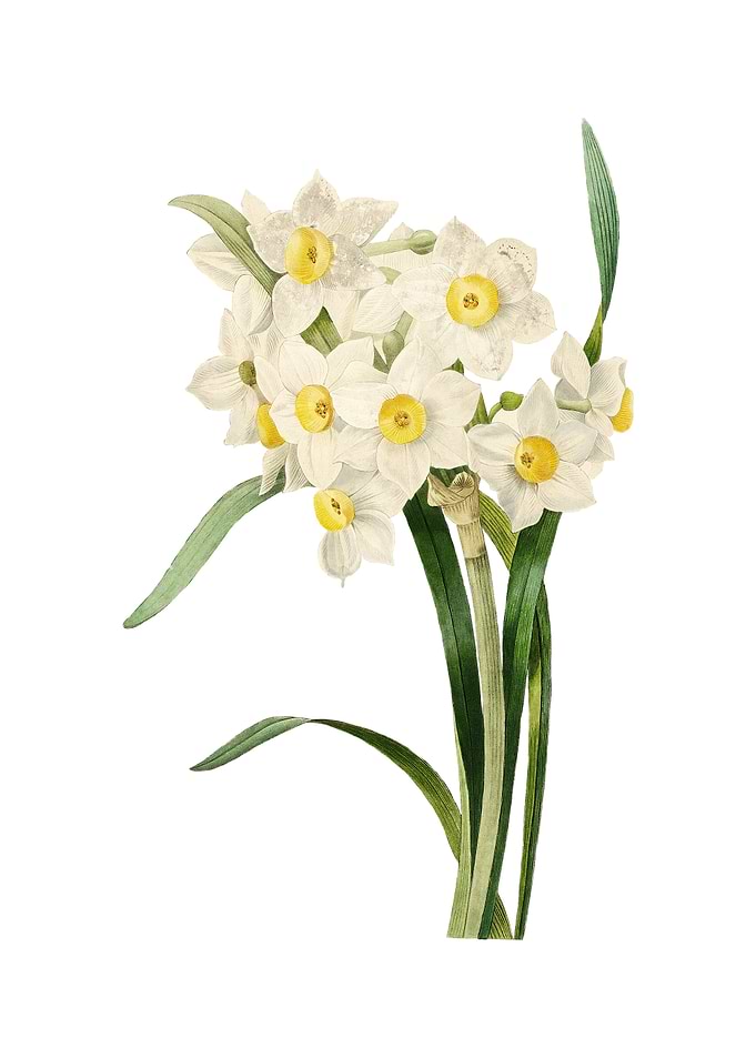 Bunch Flowered Daffodil