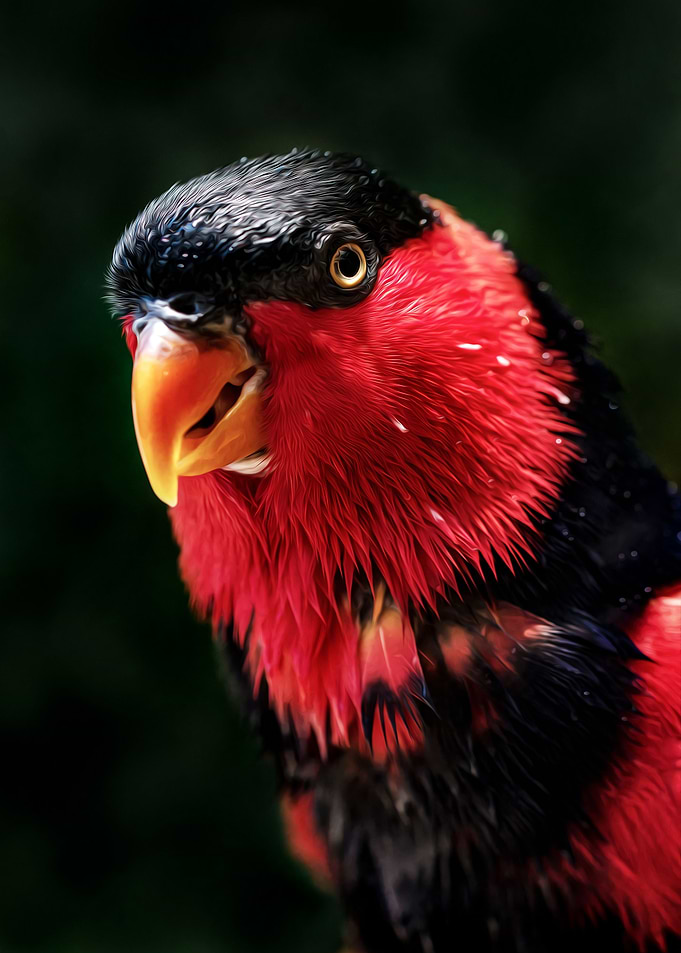 Bird Photography