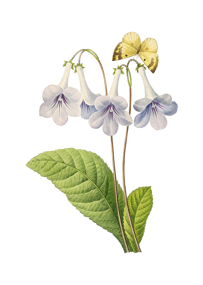 Vintage Canterbury Bells