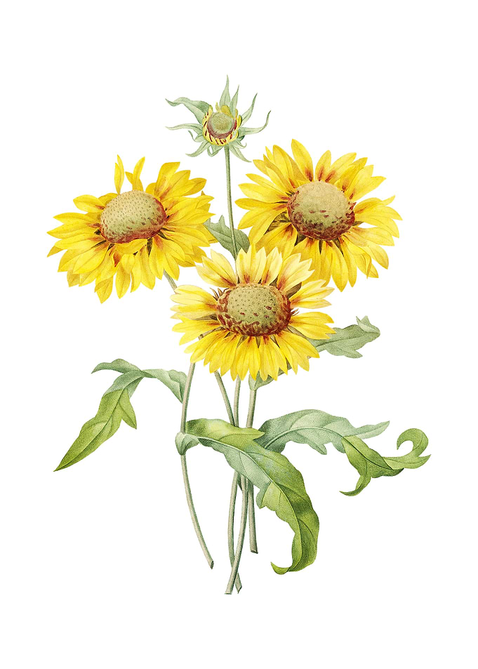 Vintage Blanket Flowers