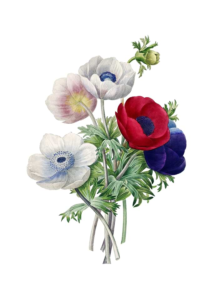 Vintage Anemone Simplex