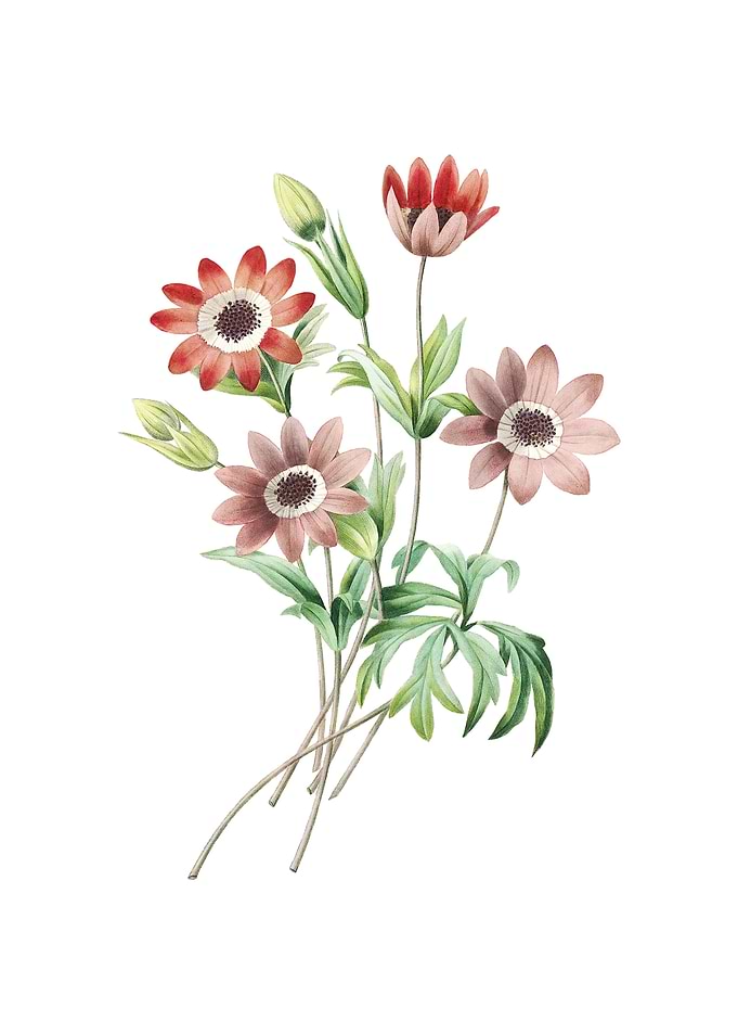 Broad Leaved Anemone