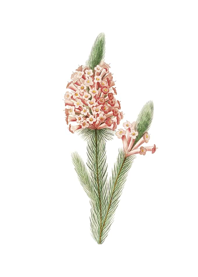 Heather Briar Root Bruyere