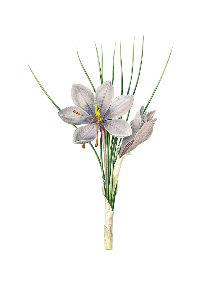 Vintage Autumn Crocus