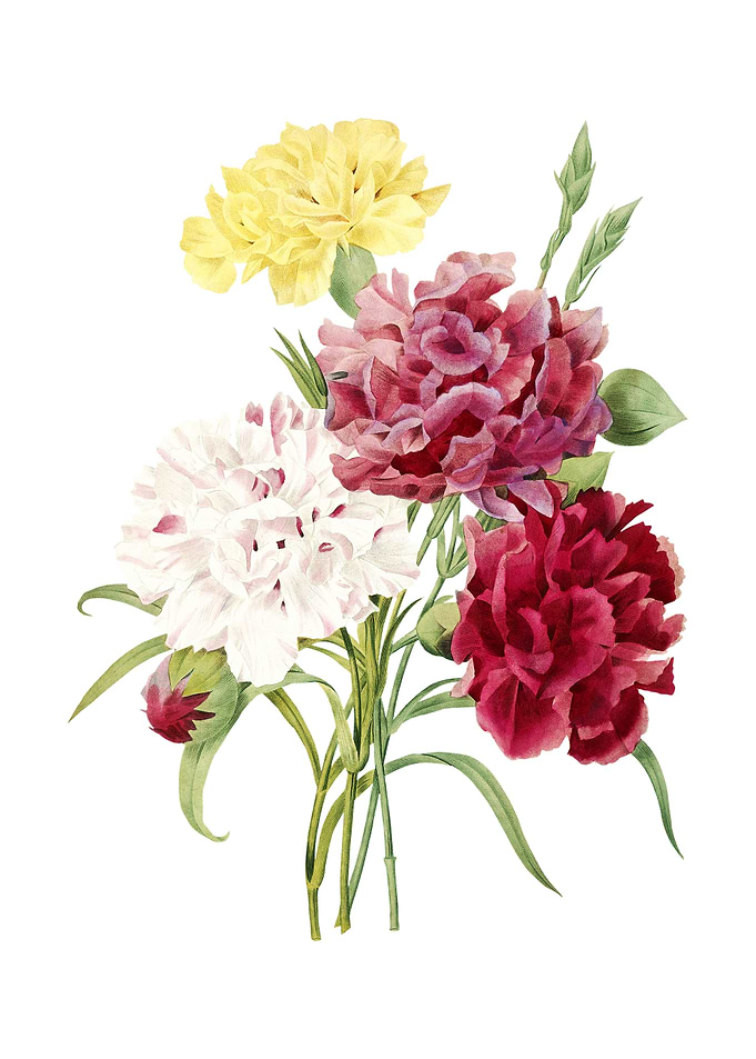Vintage Carnation on White