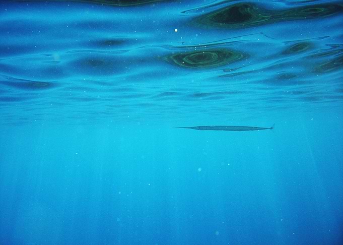 Underwater Garfish