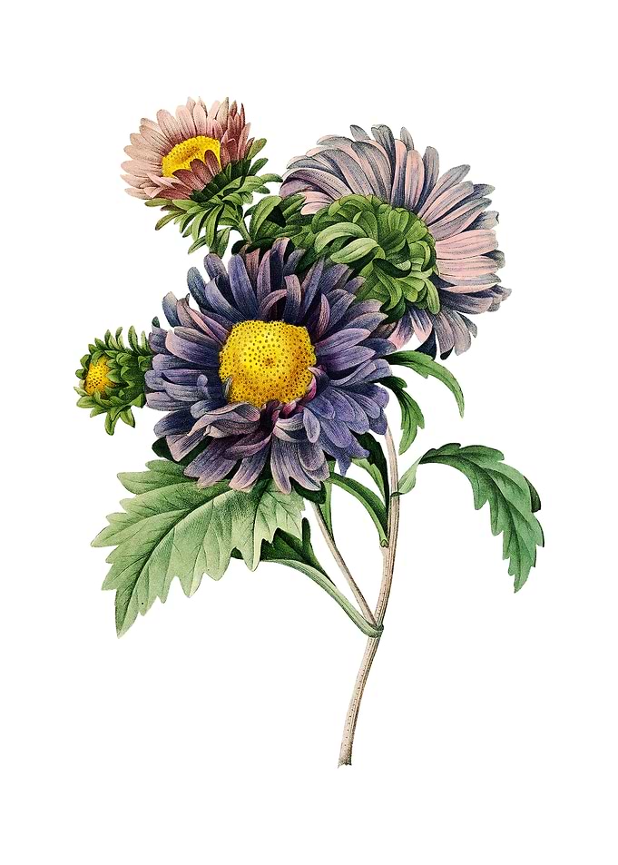 Vintage China Aster Flower