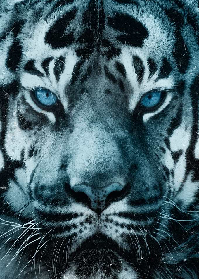Frost tiger