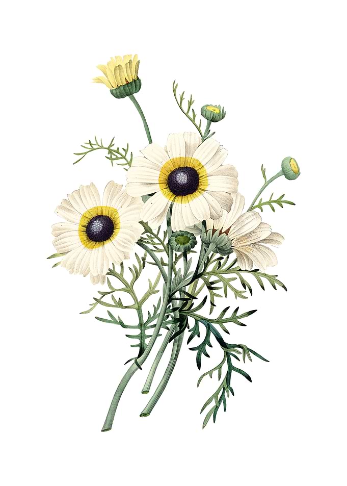Vintage Chrysanthemum