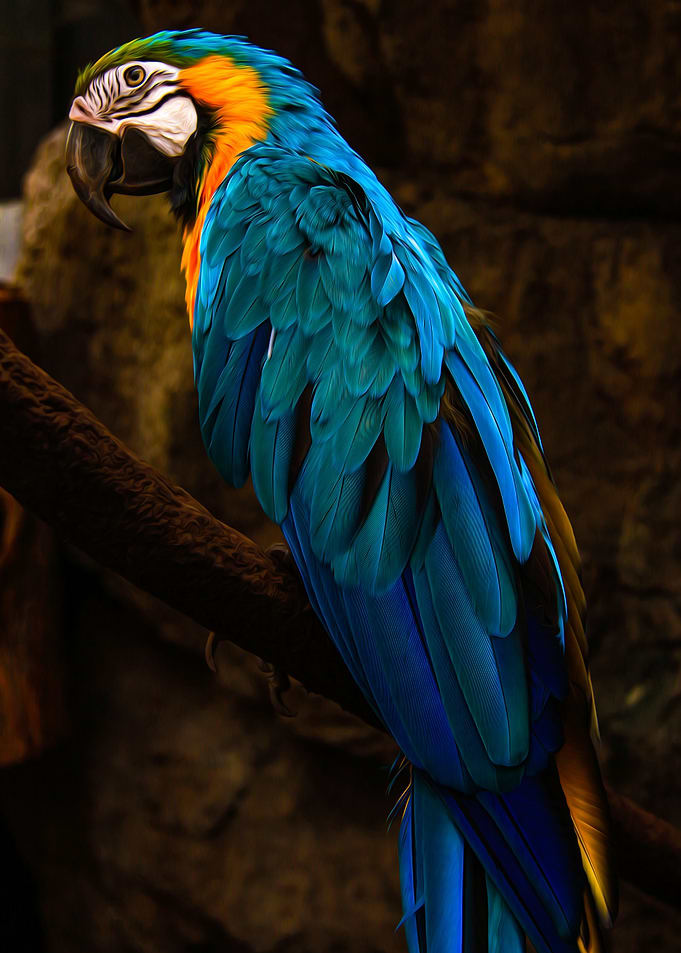 Bird Photography