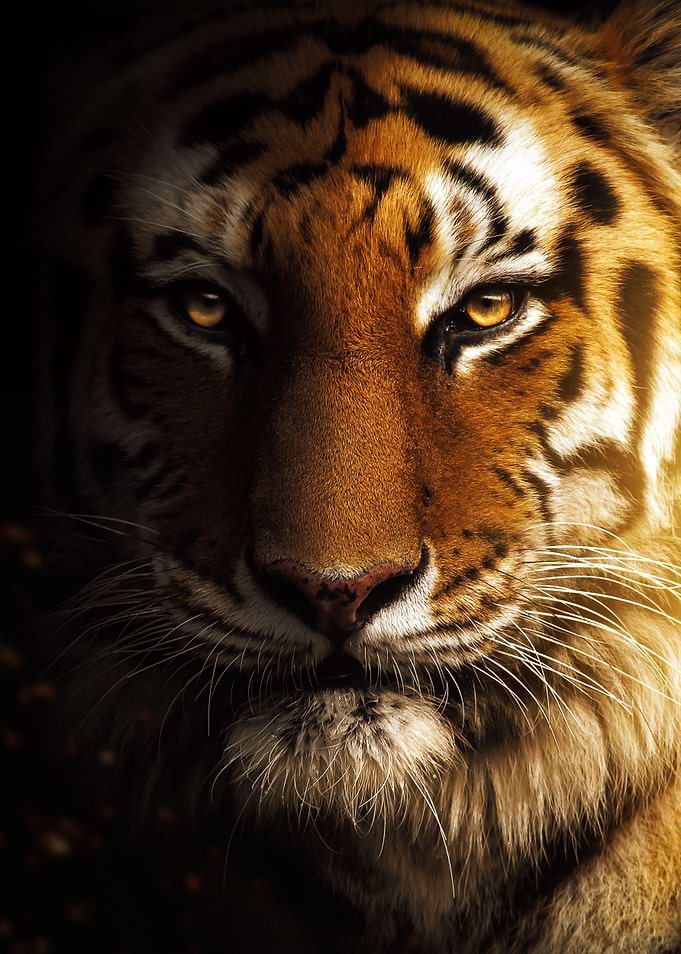 golden tiger face