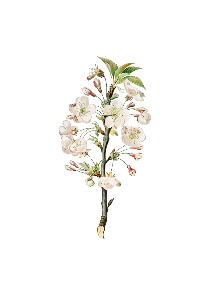 Vintage Pear Tree Flowers