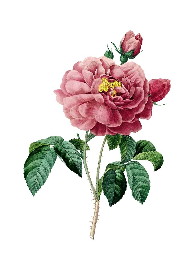 Vintage Gallic Rose Flower