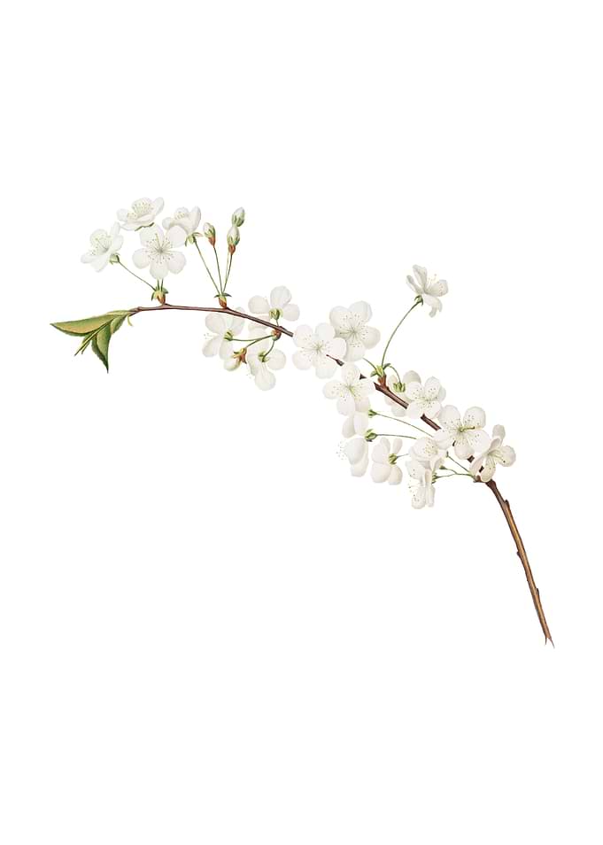 Vintage Amarena Cherry