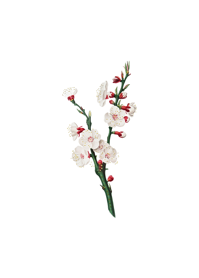 Vintage Apricot Flower
