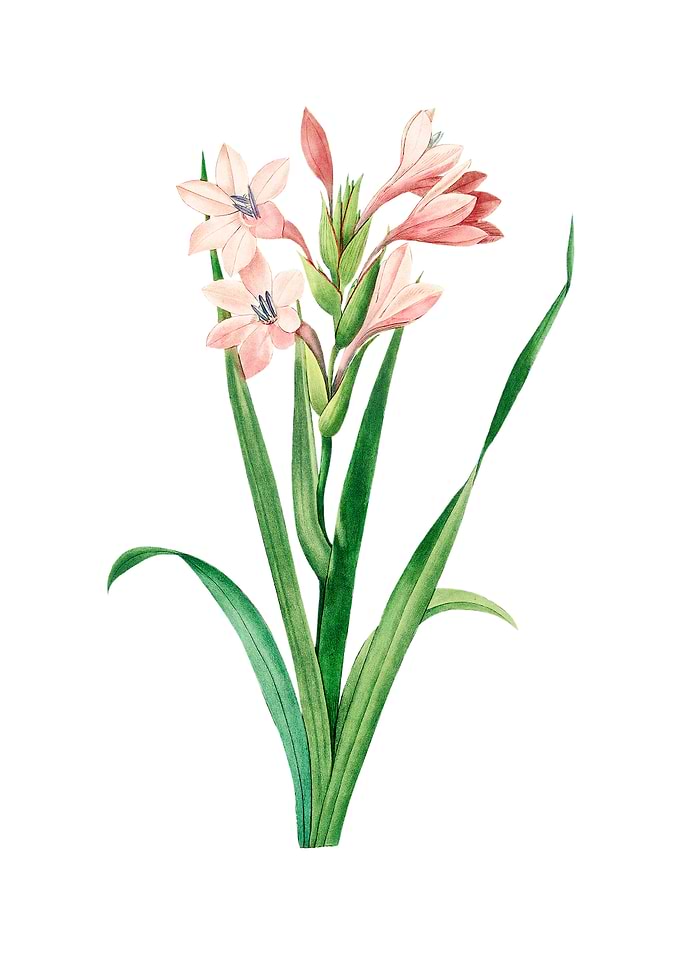 Vintage Gladiolus Saccatus