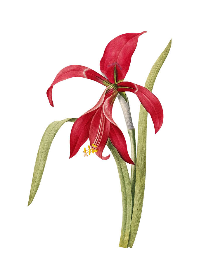 Vintage Amaryllis on White