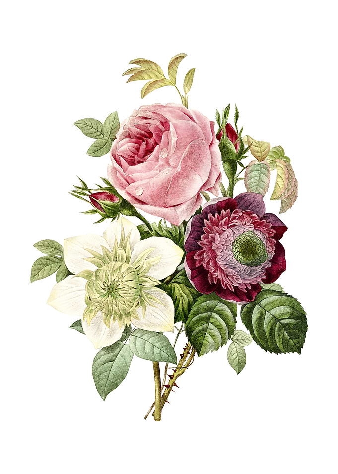 Vintage Anemone Rose