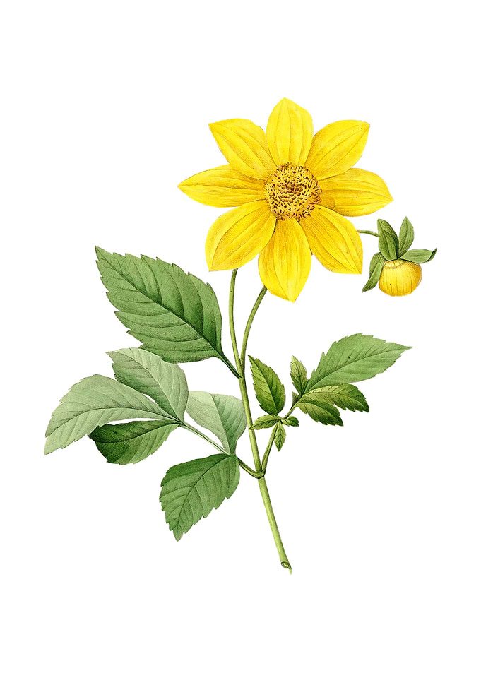 Vintage Dahlia Simplex