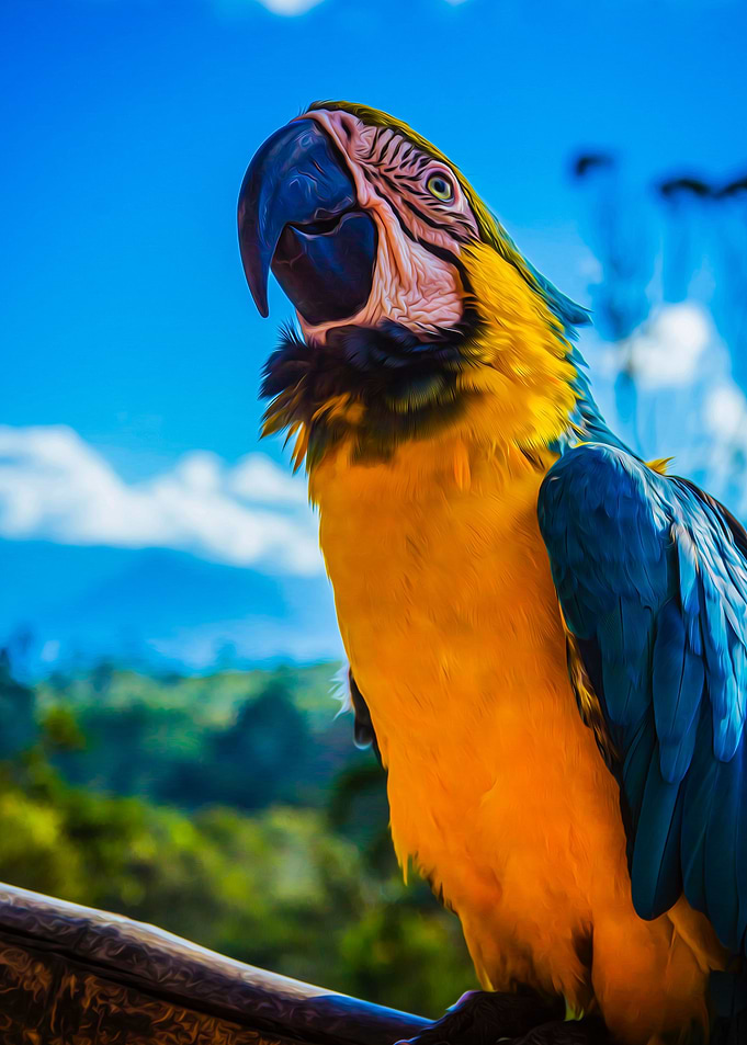 Bird Photography