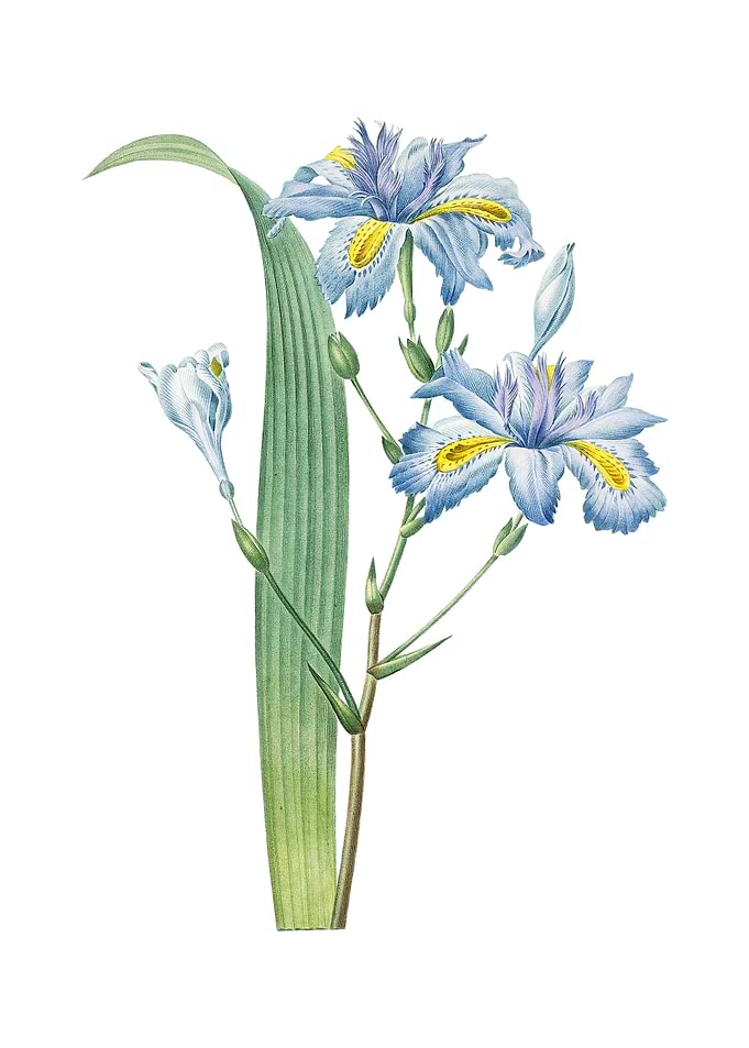 Butterfly Flower Iris