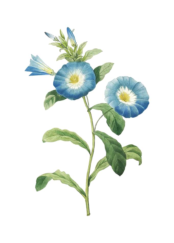 Vintage Field Bindweed