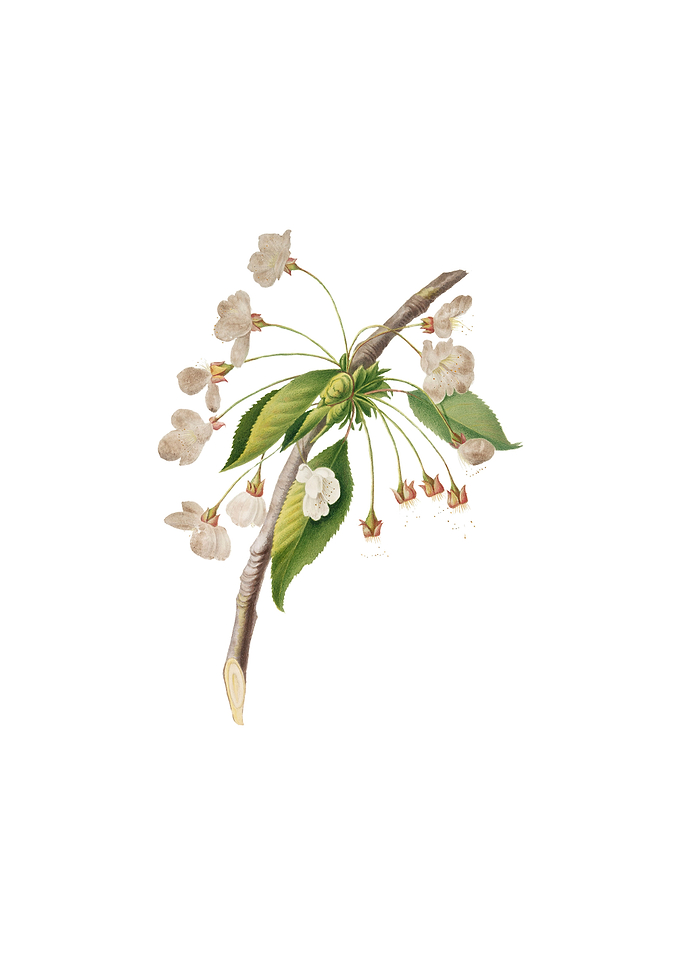 Vintage Cherry Plum Flower