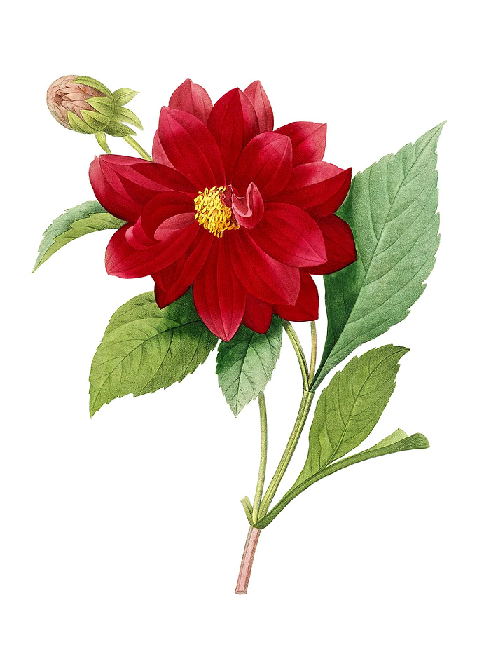 Vintage Double Dahlias