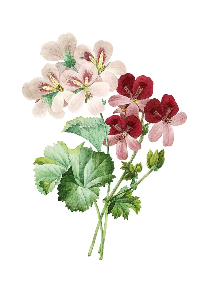 Cranes Bill Geranium