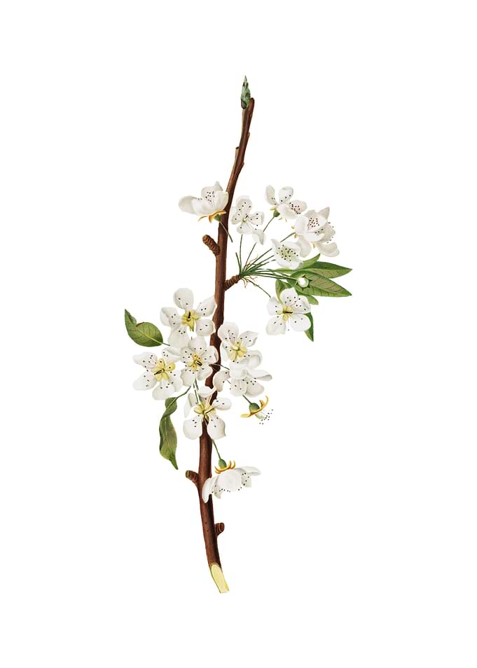 Vintage Musky Pear Flower