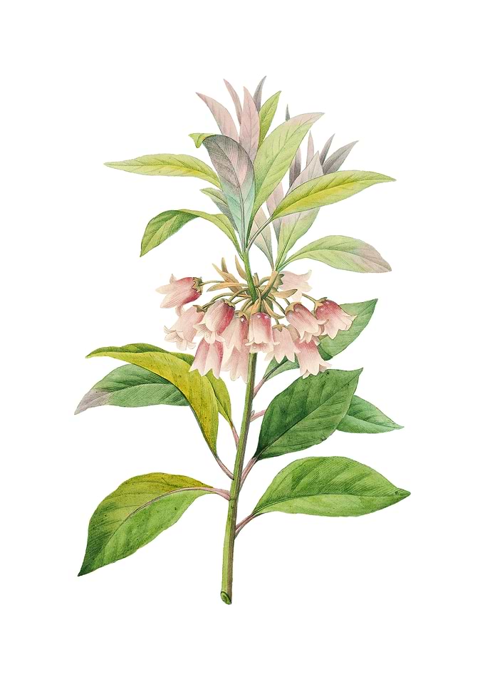 Chinese New Year Flower
